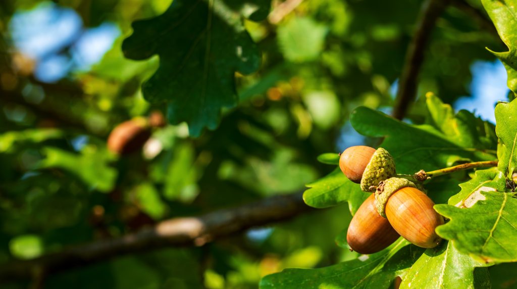 Brown acorn on an oak tree branch in a forest